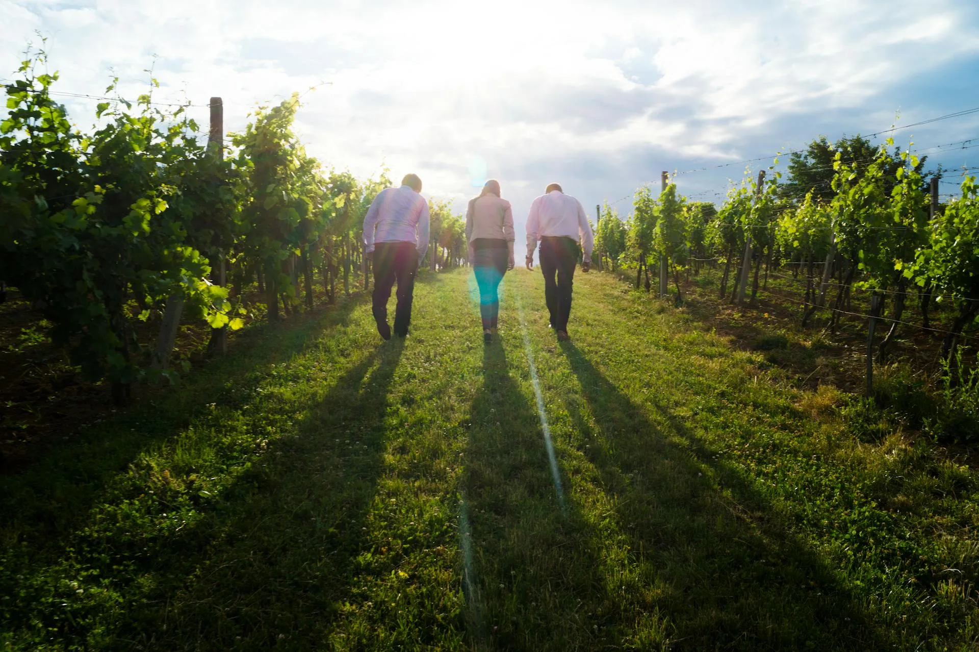 Three people walking together at sunrise through a green landscape